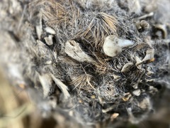 Otospermophilus beecheyi