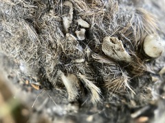 Otospermophilus beecheyi