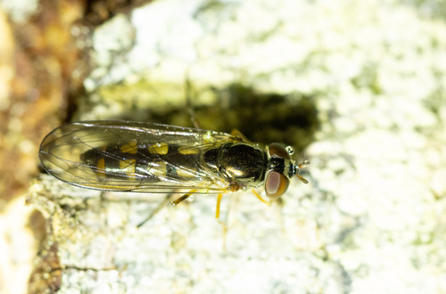 Unknown species found near Thurston County, WA, USA