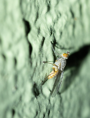 Unknown species found near Thurston County, WA, USA