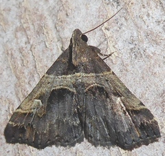 Bertula abjudicalis