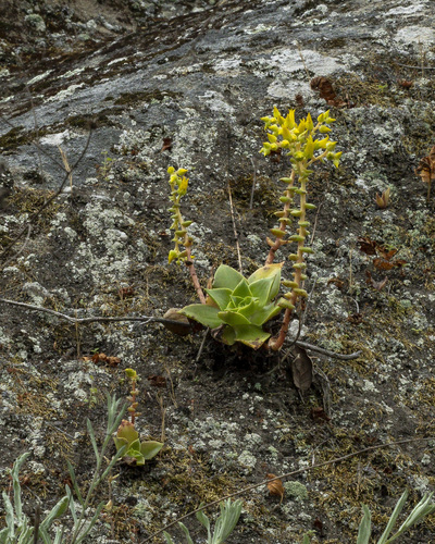 Laguna Beach liveforever (Dudleya stolonifera)