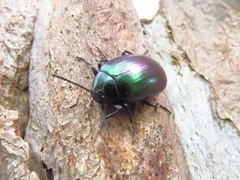Chalcopteroides cyanopterus