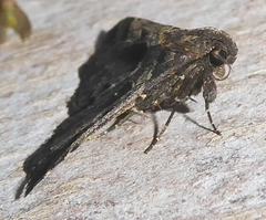 Bertula abjudicalis