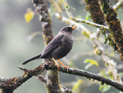 Turdus nigrescens