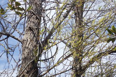 Salix caroliniana