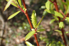 Salix caroliniana