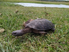 Acanthochelys spixii