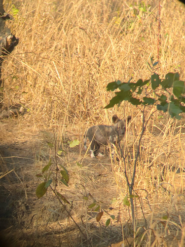 Cape Wild Dog