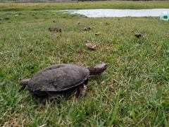 Acanthochelys spixii