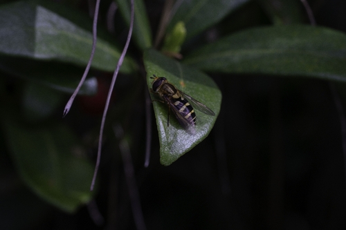 Unknown species found near Damascus, OR, USA