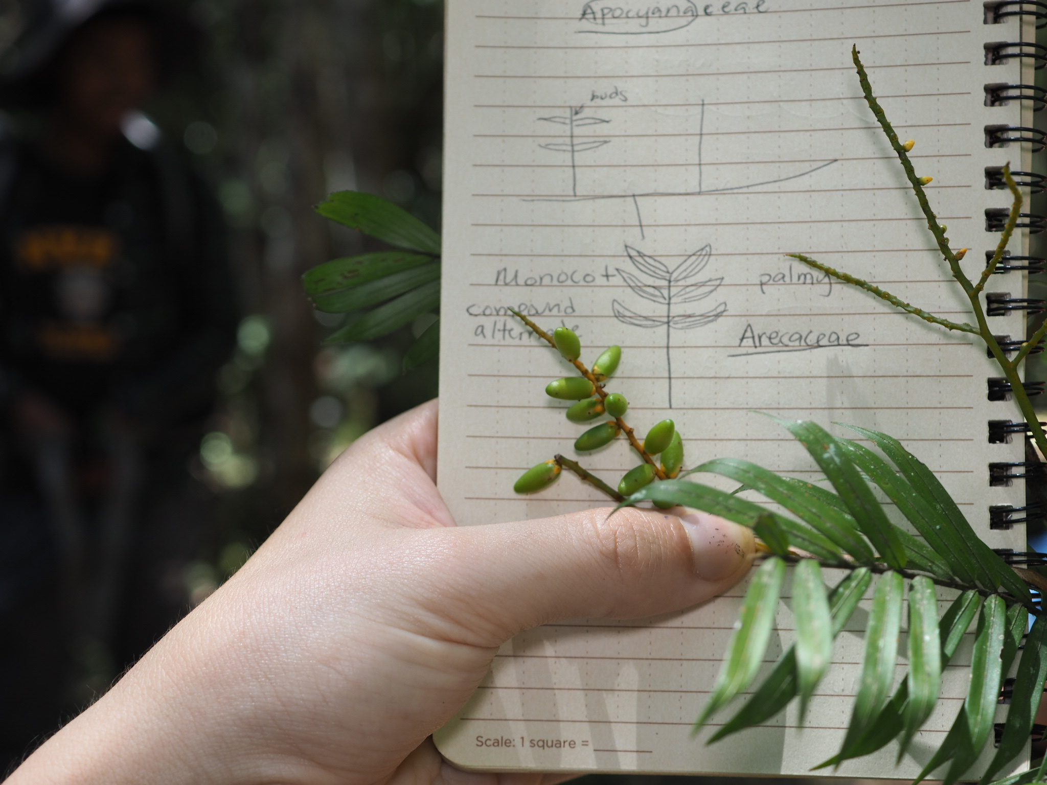 Imagem de Dypsis concinna