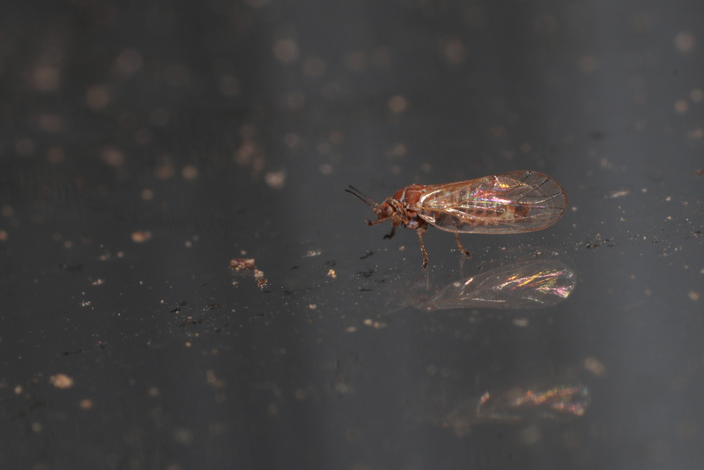 Trizodea Insect Triozidae from Beijing, CN on March 25, 2026 at 10:54 PM by vyoledt ...