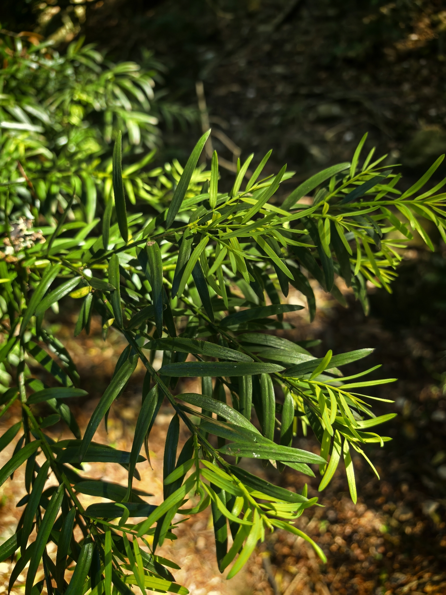 Outeniqua Yellowwood (Afrocarpus falcatus)