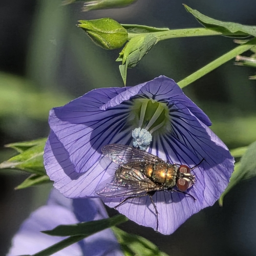 Unknown species found near Portland, TX, USA
