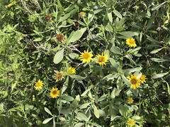 Borrichia frutescens image