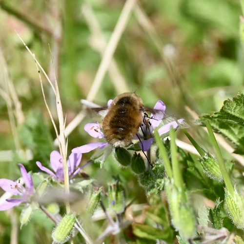 Unknown species found near Tolay Lake Regional Park, Petaluma, CA, US