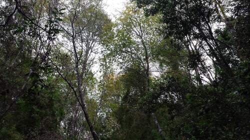 Nothofagus alessandrii, photograph 2