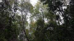 Nothofagus alessandrii, photograph (c) Cesar Ormazabal, some rights reserved (CC BY)