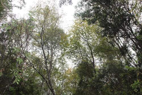 Ruil (Nothofagus alessandrii)