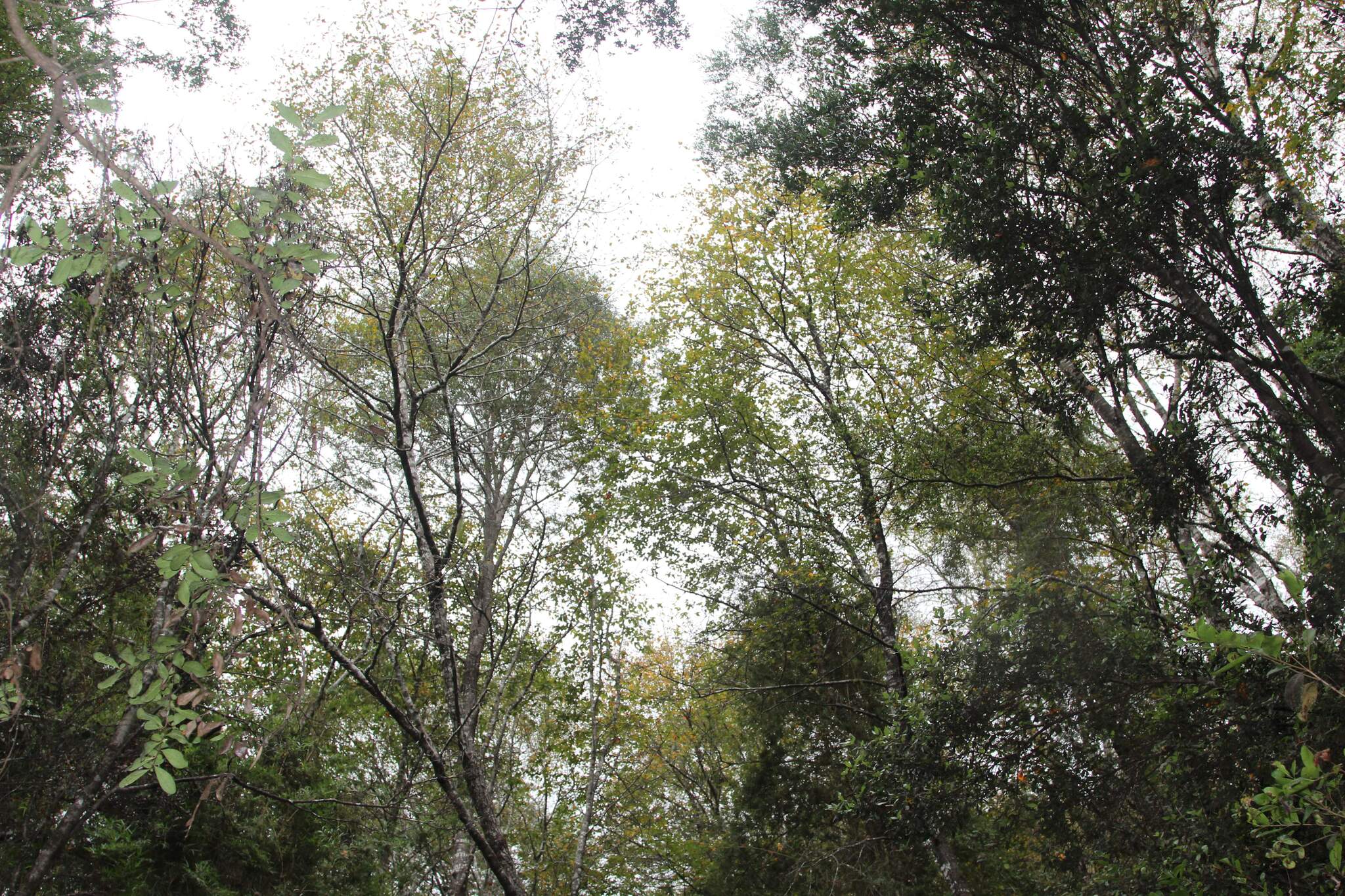 Ruil (Nothofagus alessandrii)