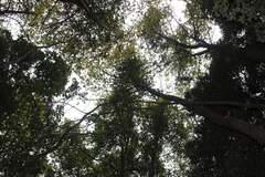 Nothofagus alessandrii, photograph (c) Cesar Ormazabal, some rights reserved (CC BY)