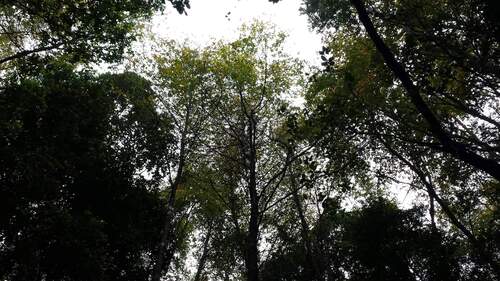 Nothofagus alessandrii, photograph 4