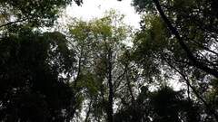 Nothofagus alessandrii, photograph (c) Cesar Ormazabal, some rights reserved (CC BY)