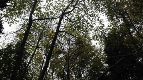 Nothofagus alessandrii