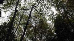 Nothofagus alessandrii