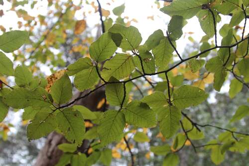 Nothofagus alessandrii, photograph 6