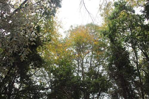 Nothofagus alessandrii, photograph 5