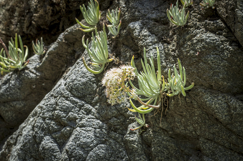 San Gabriel Mountains dudleya (Dudleya densiflora)