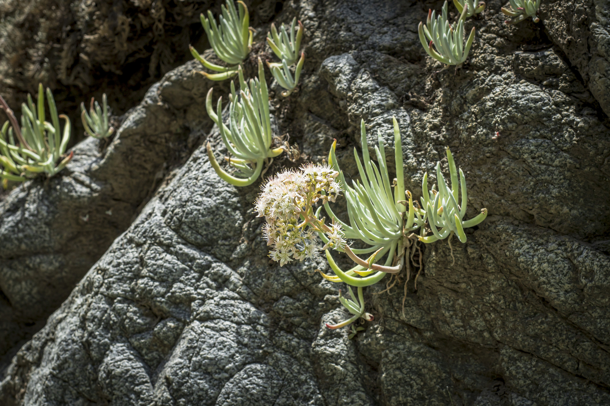 San Gabriel Mountains Dudleya (Dudleya densiflora)