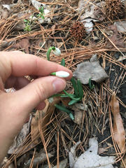 Convallaria