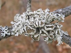 Imshaugia placorodia