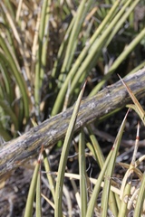 Agave schottii schottii