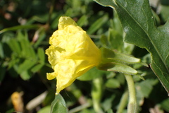Oenothera humifusa