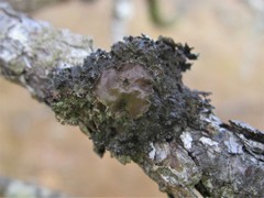 Tuckermanella fendleri