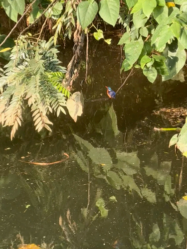 iNaturalist: (c) Matt Edwards, some rights reserved (CC BY-NC), uploaded by Matt Edwards iNaturalist image