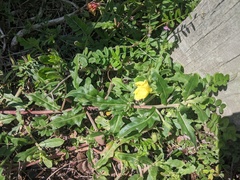 Oenothera humifusa