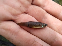 Phalloceros caudimaculatus