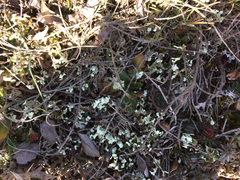Cladonia convoluta