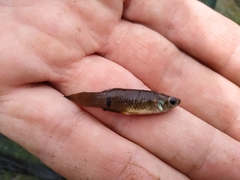 Phalloceros caudimaculatus