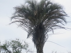 Butia yatay