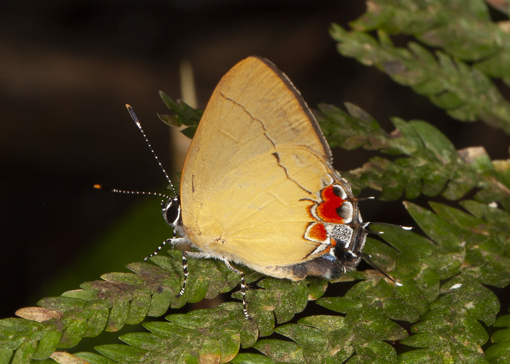 Ochre Groundstreak