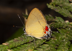 Calycopis trebula