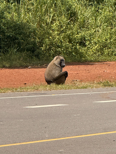 Olive Baboon