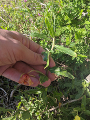 Oenothera humifusa