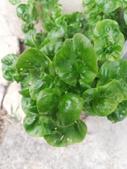 Alternanthera sissoo